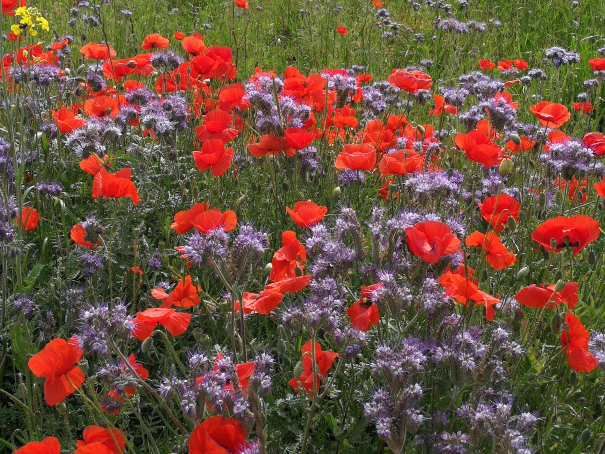 Blumenwiese (Foto: Weiland)